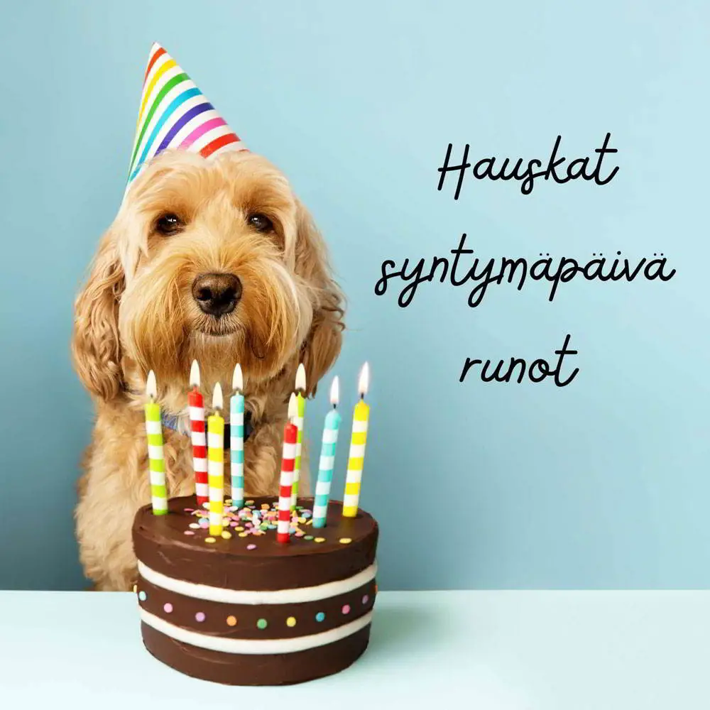 Hauskat syntymäpäivärunot koiralla synttärihattu ja syntymäpäiväkakku