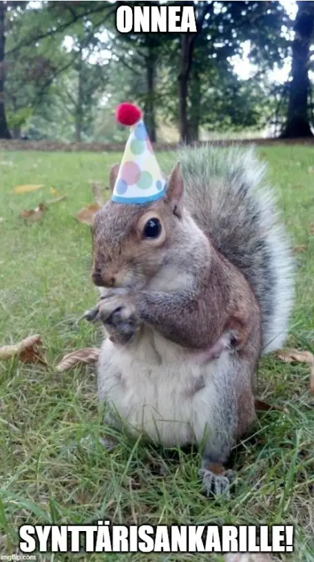 Syntymäpäivä meemi orava juhlahattu onnea synttärisankarille