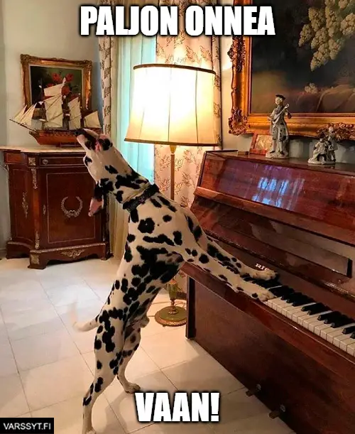 äitienpäivämeemi koira laulaa ja soittaa pianoa Syntymäpäivä meemi